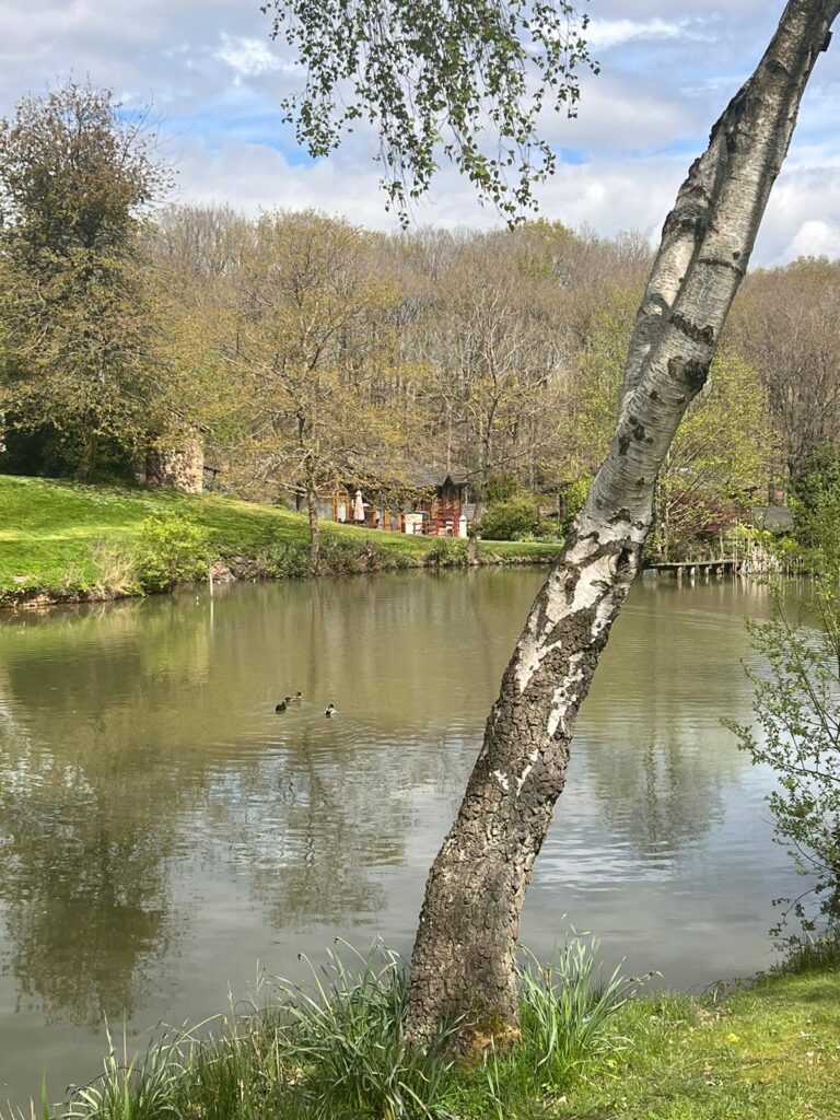 A silver birch tree across the fishing pool at coppice gate