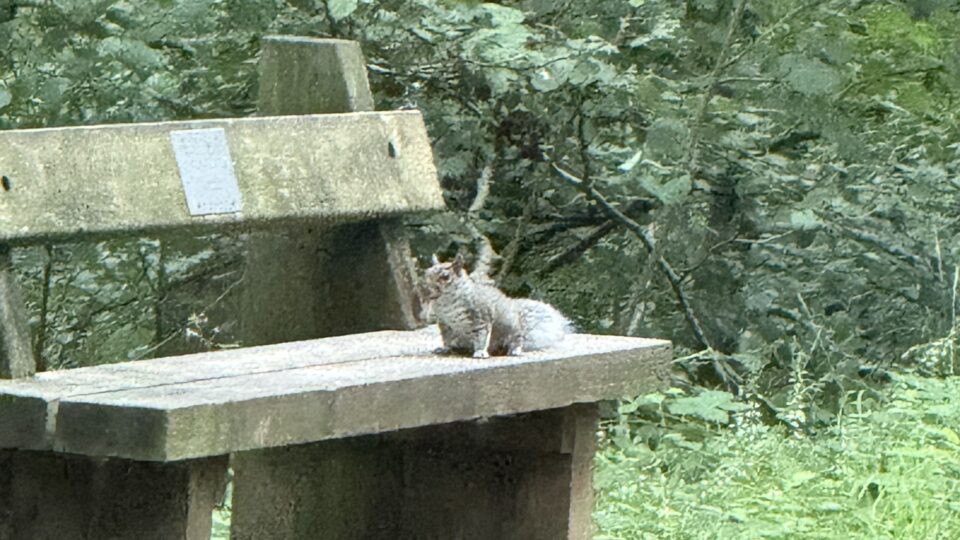 A bench in the wyre forest