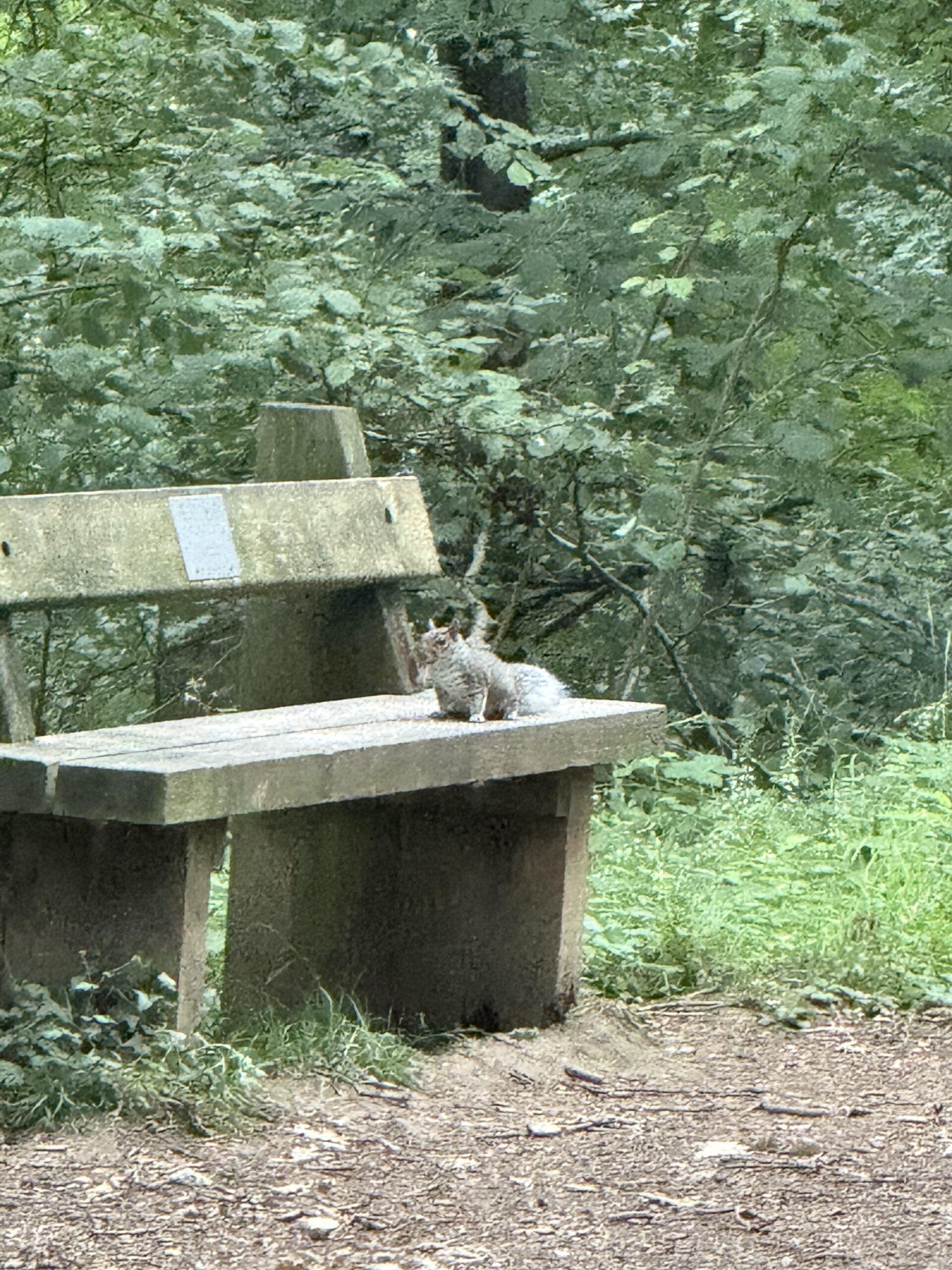 A bench in the wyre forest