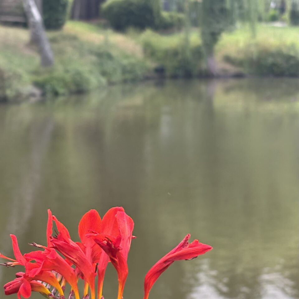 Red flowers growing near the fishing pool at Coppice Gate holiday park