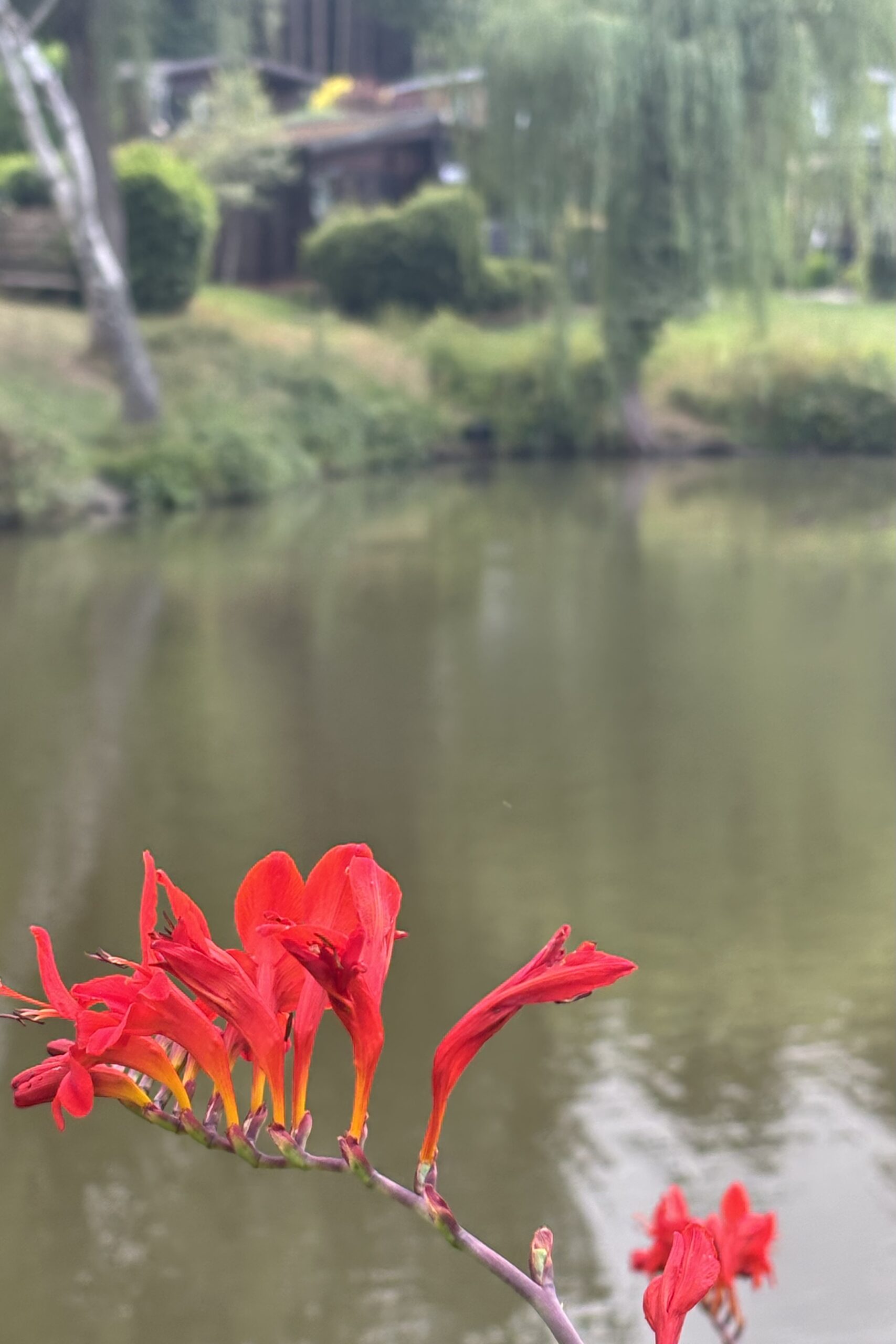 Red flowers growing near the fishing pool at Coppice Gate holiday park